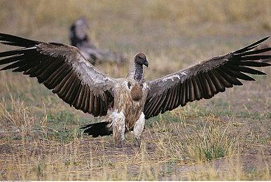 Fami通最新游戏评分：《黑神话：悟空》获33分